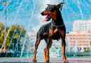 Mit néz ki a pinscher és hogyan kell törődni vele?